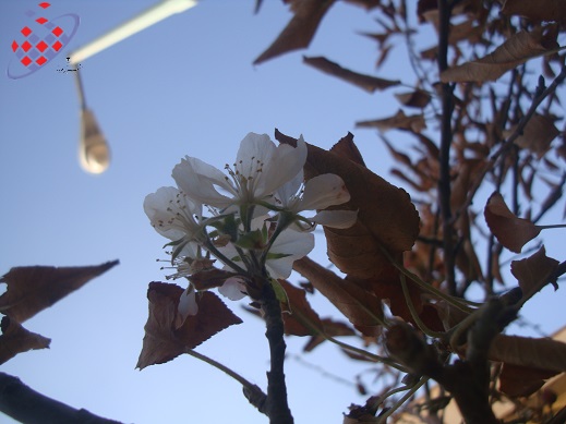 پاییز - درخت  زمستان - شکوفه -Autumn-Spring - Flowers - Tree - Mehrii Vahidi Azar -مهری وحیدی آذر